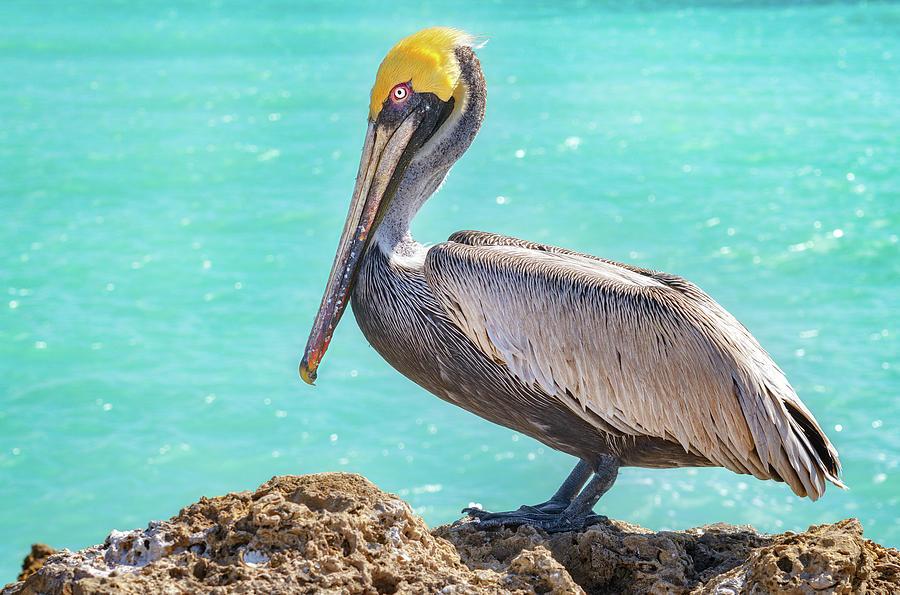 Pelican in the Florida waters