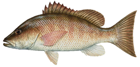 Snapper