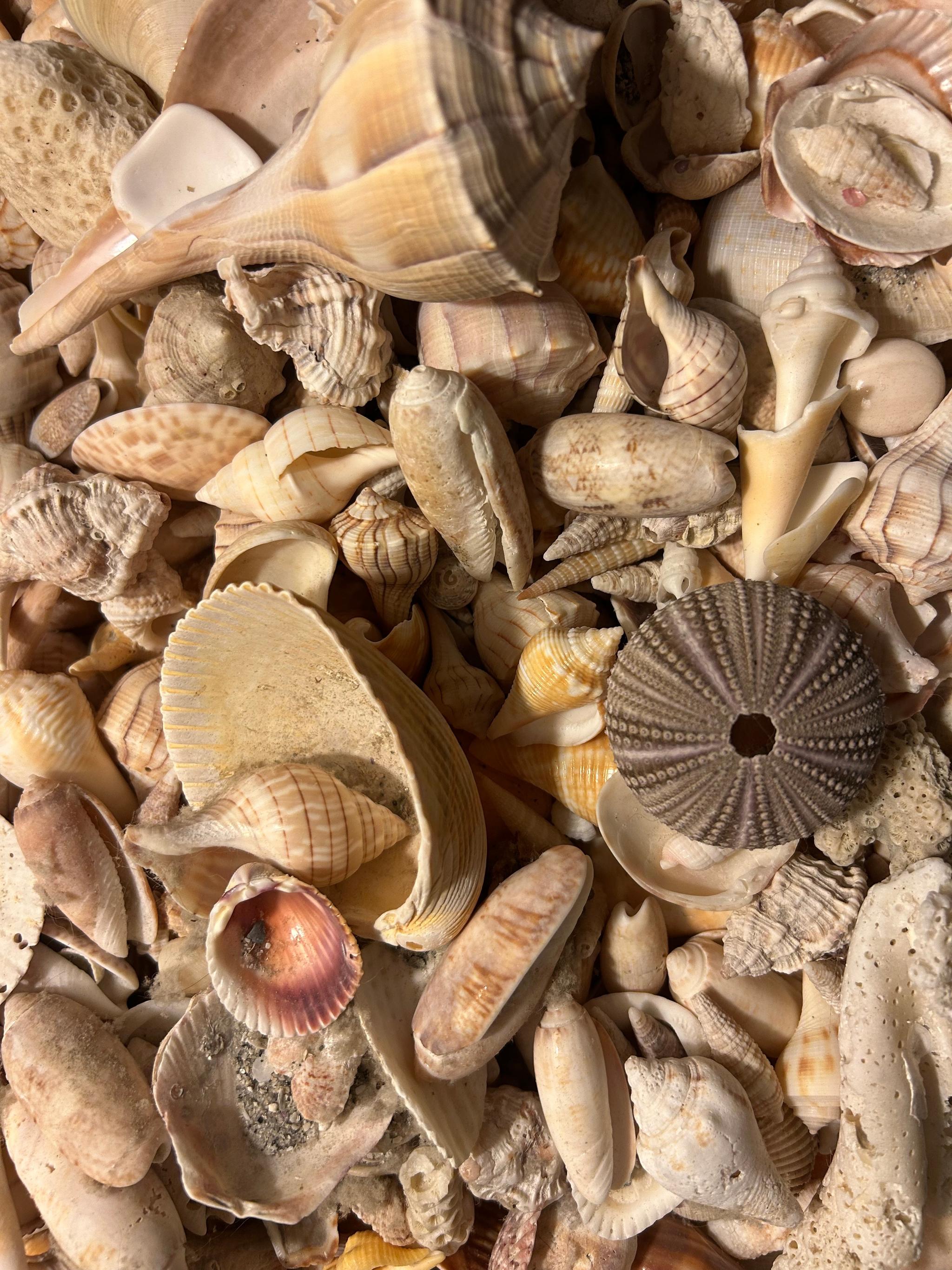 Seashells background